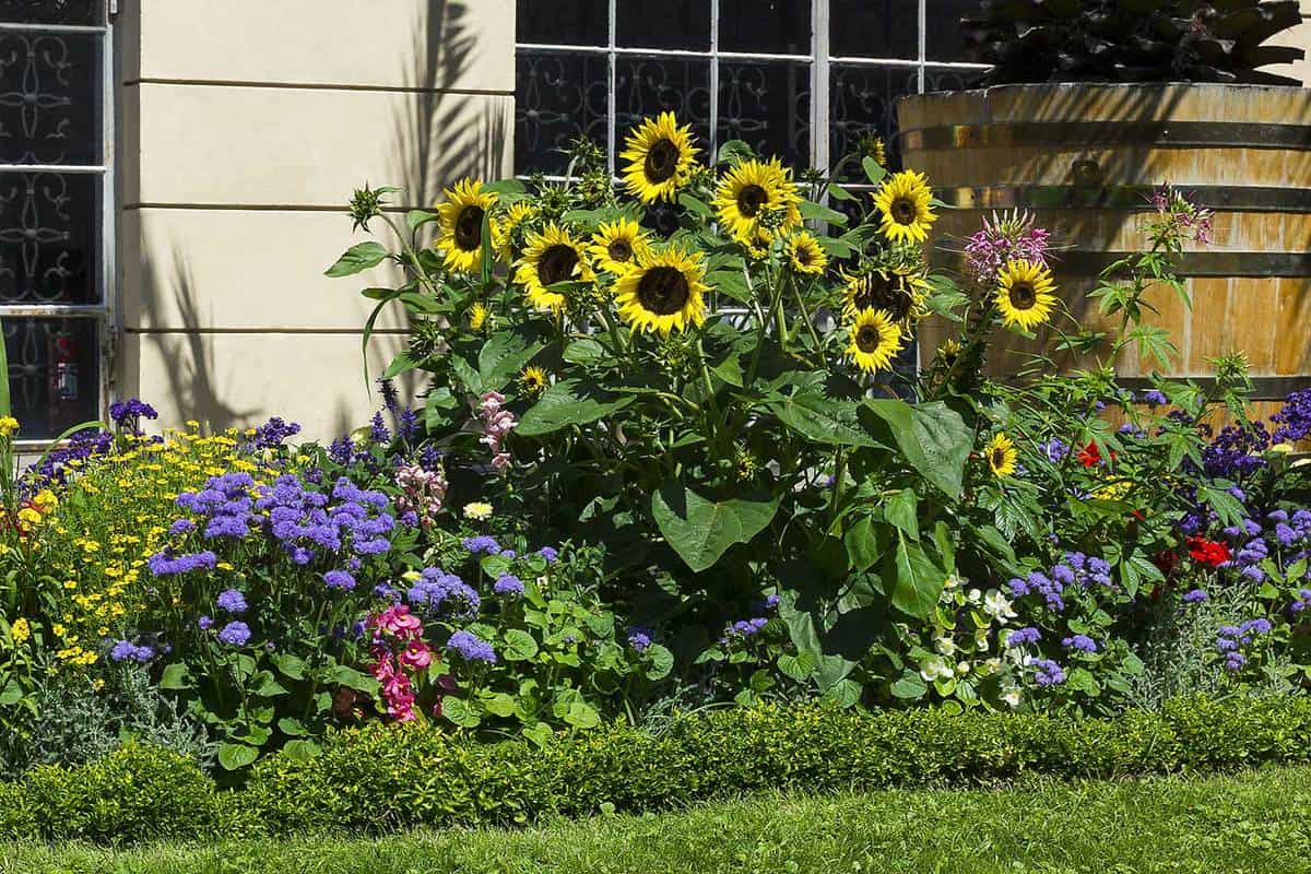 Boost Summery Vibes with Sunflowers