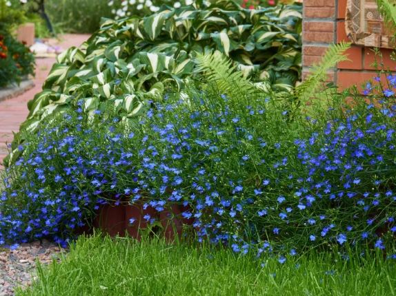 Choose Plants with Long Flowering Seasons