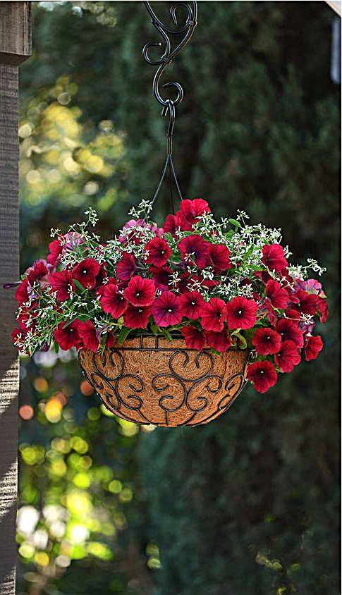 Hanging Planters