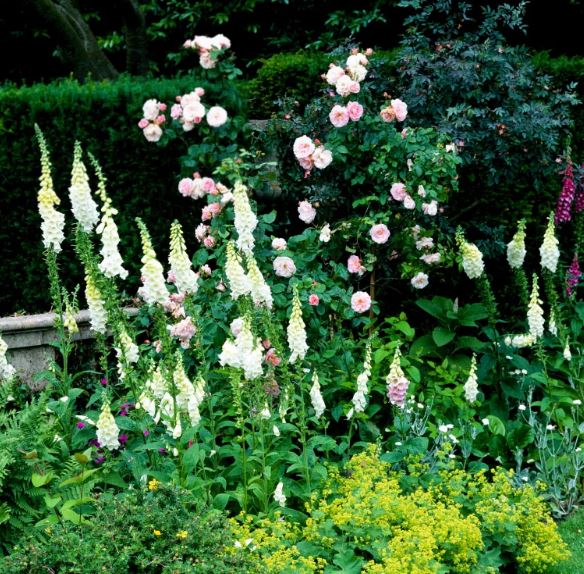Include Height with Tall-Growing Bi-Annuals
