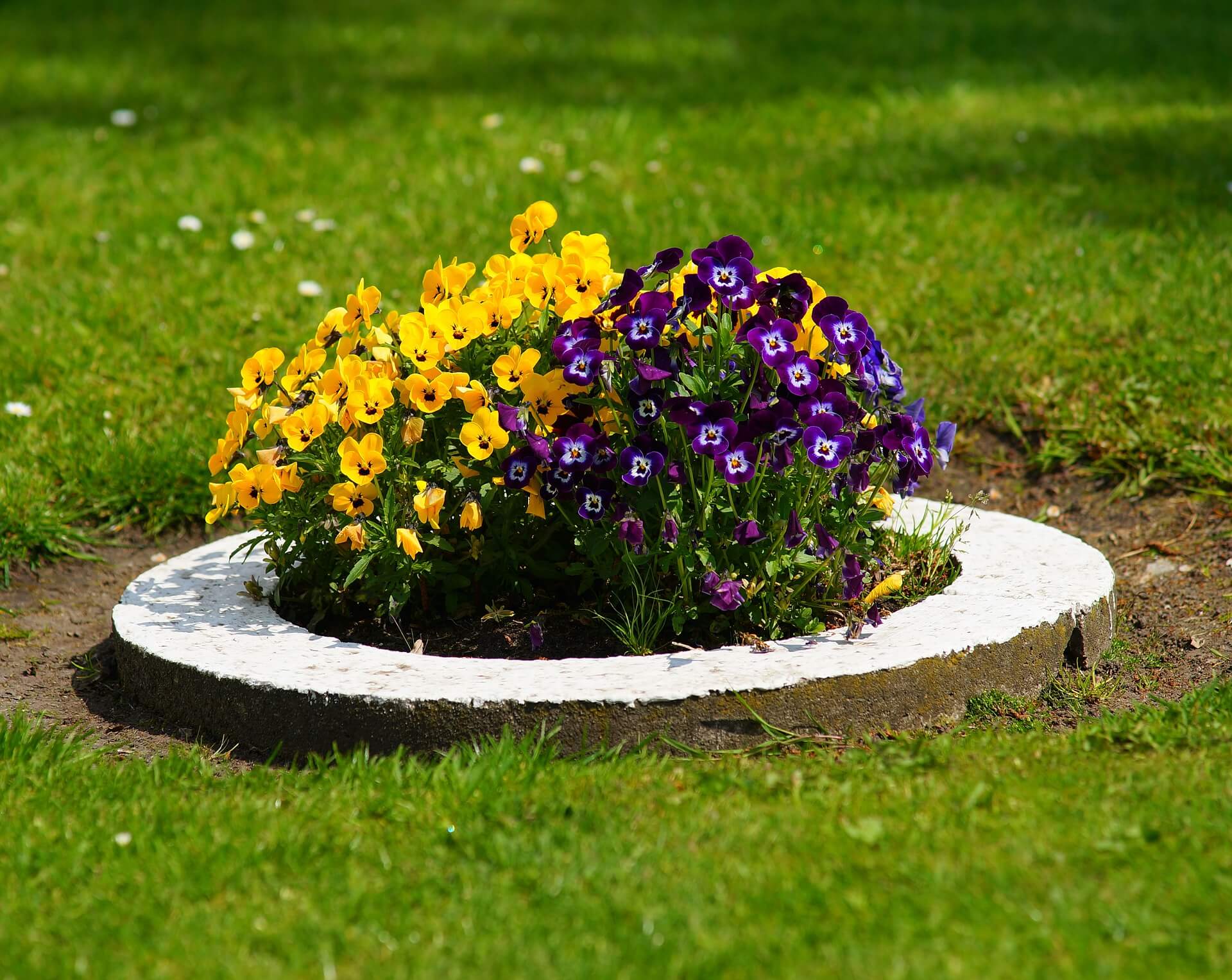 Make It Special with a Colorful Round Flower Bed