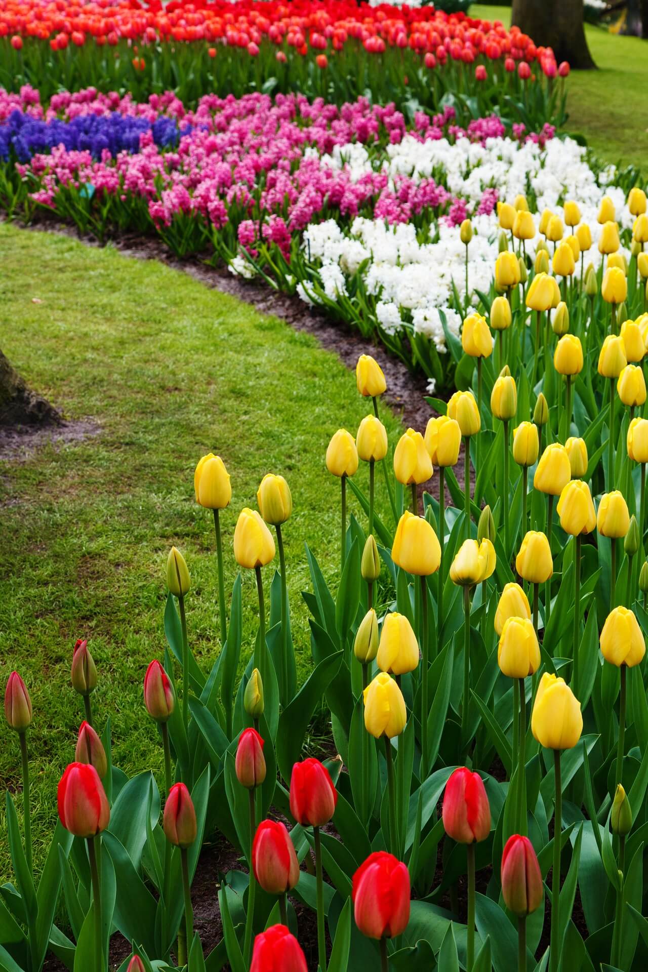 Merging Tulips with Perennials and Annuals
