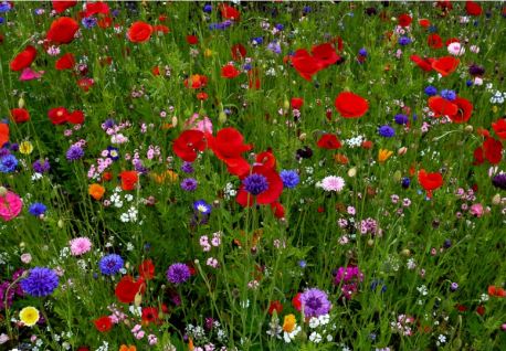 Raise Wildflowers for Simple Maintenance