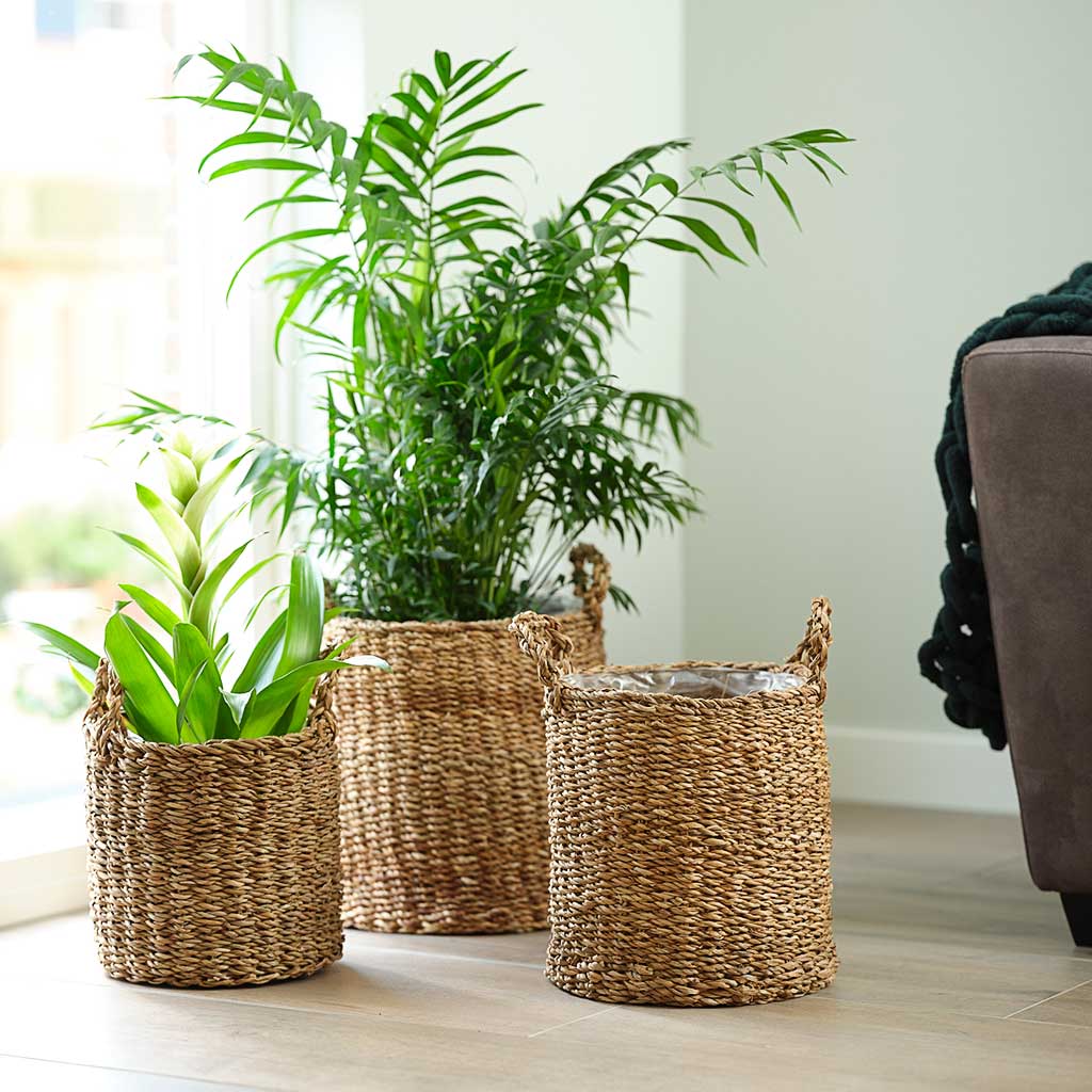 Use Baskets to Create Some Plant Space