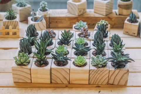 Wooden Planters