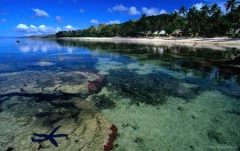 Starfish Along the Coral …, wallpapers