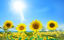 Amazing Sunflowers